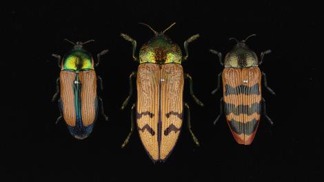 beetles genus